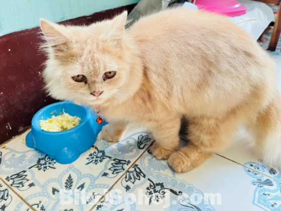 Persian cat (male)